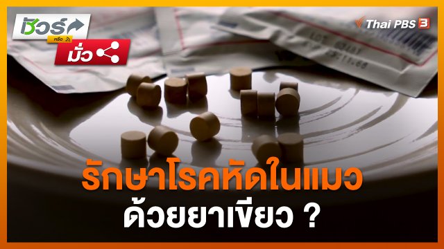 ชัวร์หรือมั่ว : รักษาโรคหัดในแมวด้วยยาเขียว ?
