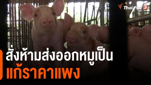 กินอยู่รู้รอบ : พาณิชย์สั่งห้ามส่งออกหมูเป็นแก้ราคาแพง