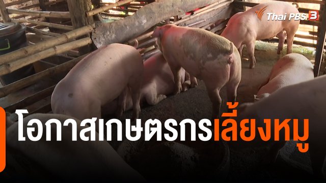 กินอยู่รู้รอบ : โอกาสเกษตรกรเลี้ยงหมู