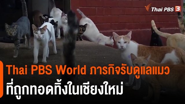 Thai PBS World ภารกิจรับดูแลแมวที่ถูกทอดทิ้งในเชียงใหม่