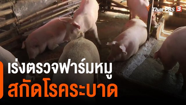 เร่งตรวจฟาร์มหมูสกัดโรคระบาด