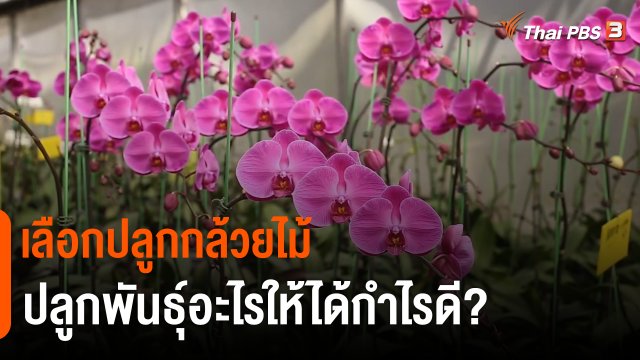 ดอกผลของความยั่งยืน : "กล้วยไม้" ปลูกพันธุ์อะไรให้ได้กำไรดี