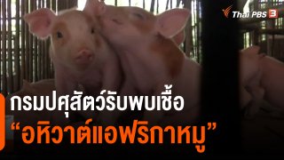 ​กรมปศุสัตว์รับพบเชื้อ"อหิวาต์แอฟริกาหมู"