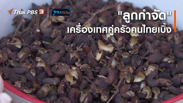 อิ่มมนต์รส : "ลูกกำจัด" เครื่องเทศคู่ครัวคนไทยเบิ้ง