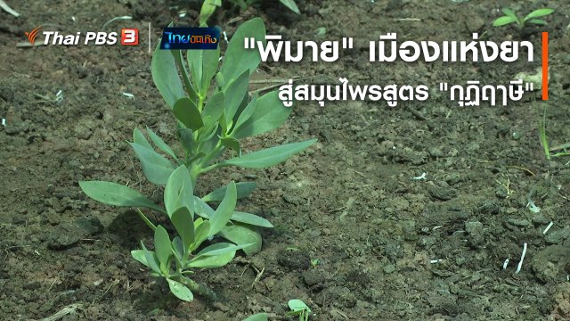 ​เรื่องนี้มีตำนาน : "พิมาย" เมืองแห่งยา สู่สมุนไพรสูตร "กุฏิฤาษี"