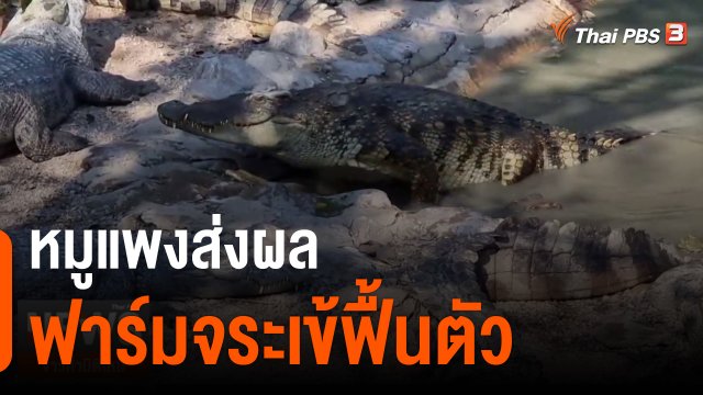 หมูแพงส่งผลฟาร์มจระเข้ฟื้นตัว