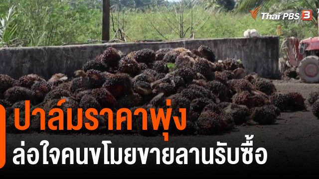 ปาล์มถูกขโมยตัดหลังราคาพุ่ง