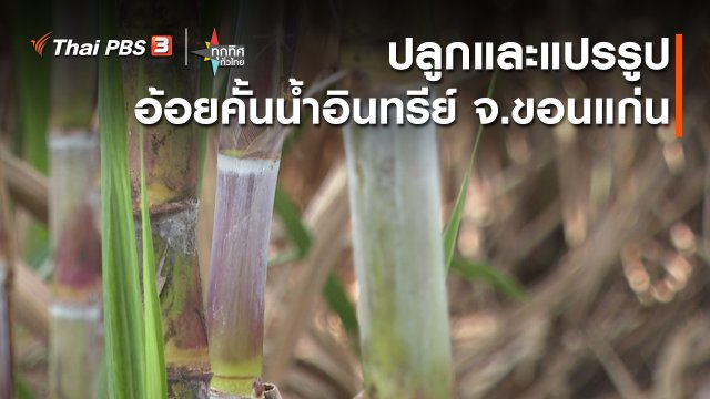 อาชีพทั่วไทย : ปลูกและแปรรูปอ้อยคั้นน้ำอินทรีย์ จ.ขอนแก่น
