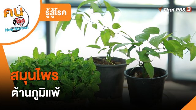 รู้สู้โรค : สมุนไพรต้านภูมิแพ้