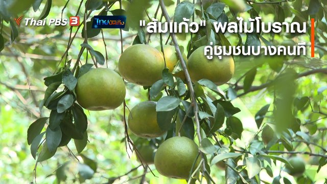 ​อิ่มมนต์รส : "ส้มแก้ว" ผลไม้โบราณคู่ชุมชนบางคนที