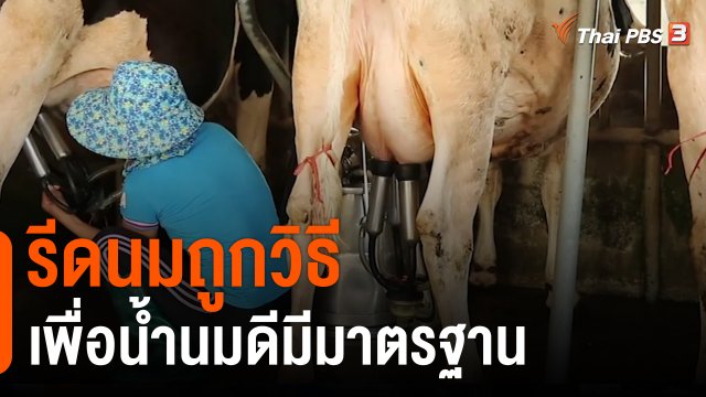 ดอกผลของความยั่งยืน : รีดนมถูกวิธี เพื่อน้ำนมดีมีมาตรฐาน