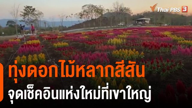 ทุ่งดอกไม้หลากสีสันจุดเช็คอินแห่งใหม่ที่เขาใหญ่