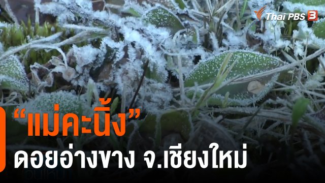 แม่คะนิ้ง ดอยอ่างขาง จ.เชียงใหม่