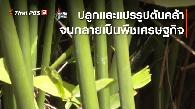 อาชีพทั่วไทย : ปลูกและแปรรูปต้นคล้า จ.หนองบัวลำภู