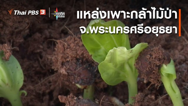 วิถีทั่วไทย : แหล่งเพาะกล้าไม้ป่า จ.พระนครศรีอยุธยา
