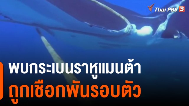 นักดำน้ำพบกระเบนราหูแมนต้าถูกเชือกพันรอบตัว