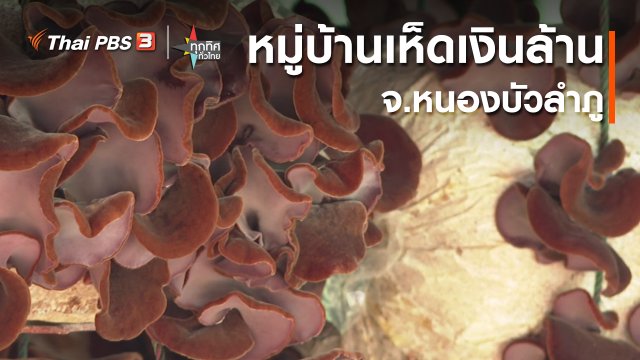 อาชีพทั่วไทย : บ้านอาบช้าง หมู่บ้านเห็ดเงินล้าน จ.หนองบัวลำภู