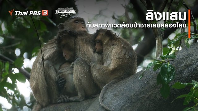 ​ภาพช็อตเด็ด : ลิงแสมกับสภาพแวดล้อมป่าชายเลนคลองโคน