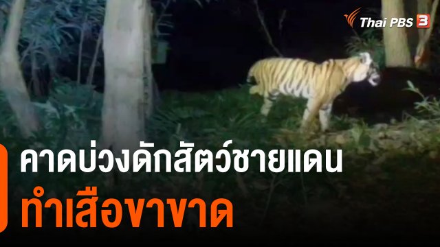 ชาวปิล๊อกคี่คาดบ่วงดักสัตว์ชายแดน ทำเสือขาขาด
