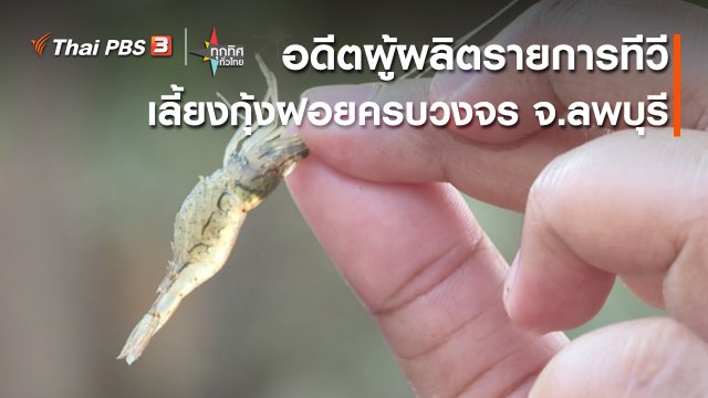 อาชีพทั่วไทย : อดีตผู้ผลิตรายการทีวีเลี้ยงกุ้งฝอยครบวงจร จ.ลพบุรี