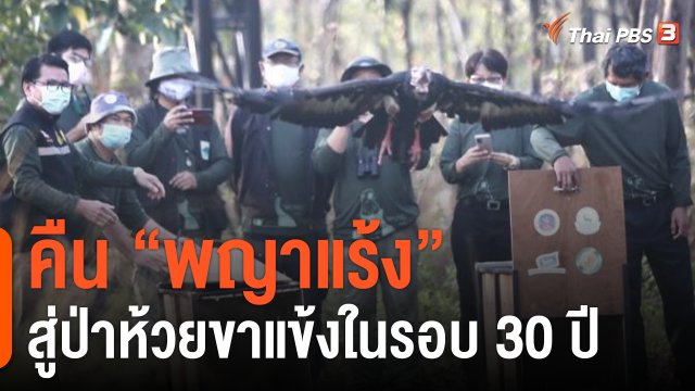 สำเร็จ! “พญาแร้ง" คู่แรก กลับบ้าน "ห้วยขาแข้ง" ในรอบ 30 ปี