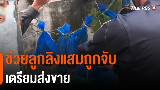 ช่วยลูกลิงแสมถูกจับเตรียมส่งขาย