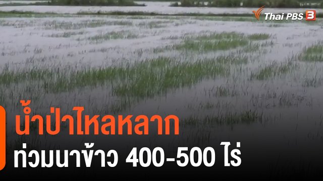 ​น้ำป่าไหลหลากท่วมนาข้าว 400-500 ไร่