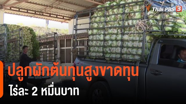 ​กินอยู่รู้รอบ : ปลูกผักต้นทุนสูงขาดทุนไร่ละ 2 หมื่นบาท