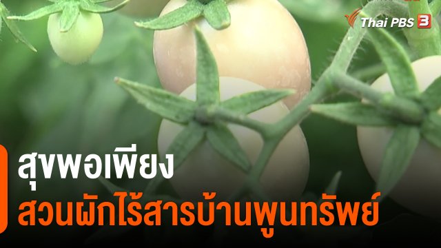 ​ดอกผลของความยั่งยืน : สุขพอเพียง สวนผักไร้สารบ้านพูนทรัพย์