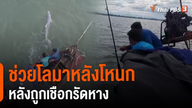 ช่วยโลมาหลังโหนกหลังถูกเชือกรัดหาง