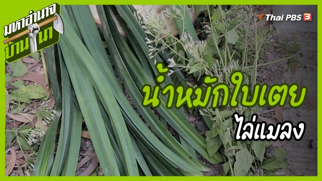 ​สูตรลับฉบับบ้านนา : น้ำหมักใบเตยไล่แมลง