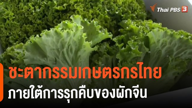 ​กินอยู่รู้รอบ : ชะตากรรมเกษตรกรไทยภายใต้การรุกคืบของผักจีน